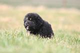 DOGUE DU TIBET 719